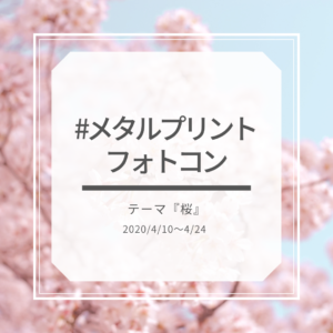 #メタルプリントフォトコン　テーマ『桜』