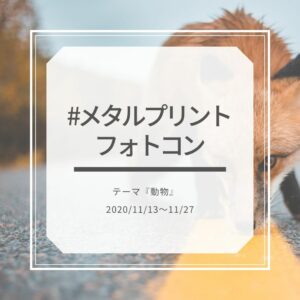 #メタルプリントフォトコン　テーマ『動物』